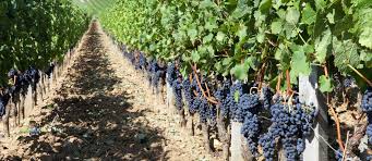 Image result for bordeaux wine images