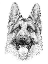 A german shepherd dog is a trotting dog. German Shepherd Coloring Pages Best Coloring Pages For Kids