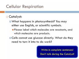 Ppt Cellular Respiration Powerpoint