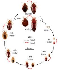 Bed Bugs Control And Treatment Bon