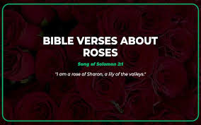 top 25 verses about roses