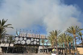 He behaves like a criminal animal. Los Angeles Area Fires Woolsey Hill Fires Prompt Evacuations Fire Near La Zoo No Longer Active