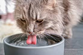 The liver processes the fat into a fuel called ketones, which causes the blood to become acidic. Feline Diabetes Could Your Cat Be Diabetic Daily Paws