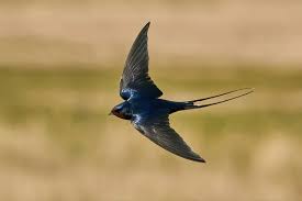 Royalty Free Barn Swallow Images