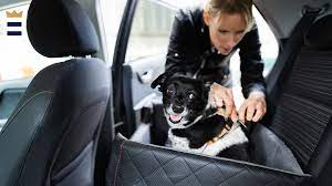 The Best Dog Car Seat 2021 Fox31 Denver