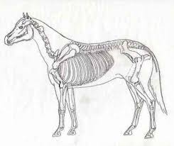 Equine Skeletal System