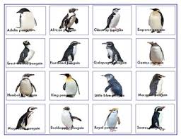 Penguins Shadow Match Up Cards And Charts With Names