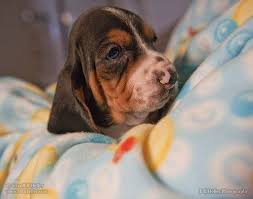 Look at pictures of basset hound puppies who need a home. Basset Hound Puppy With A Cute Pink Nose Basset Hound Puppy Hound Dog Puppies Hound Dog