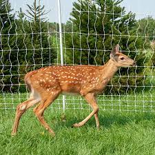 Electric Anti Deer Fences Barriers