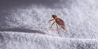 where do bed bugs hide getting rid of
