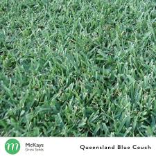 Queensland Blue Couch Mckays Grass Seeds