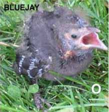 Identifying Wild Baby Birds