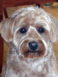 Schnoodle Haircut Pictures Schnoodle Haircut Photos