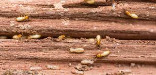 get rid of termites from wooden furniture