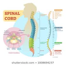 Printable Spine Diagram Spinal Nerve Function Chart Spine