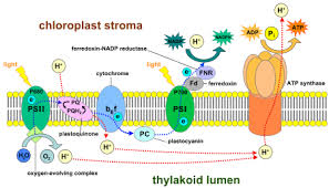 Light Dependent Reactions Wikipedia