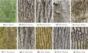 sle images for indiana bark dataset
