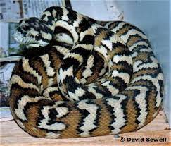 northwestern carpet python morelia