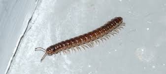 Are Centipedes Dangerous Rus S