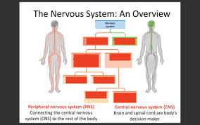 Nervous system nervous system diagram showing various nerves in the human body including sciatic nerve, lumbar plexus, ulnar nerve, etc. Chapter 2 Neuronal And Hormonal Systems 2 Flashcards Quizlet