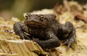 Garden Toads Reptiles And Amphibians