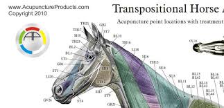 Horse Equine Acupuncture Meridian Points Chart Acupuncture