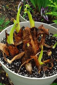 If your elephant ears are in potted plants, they will survive winter well if kept in the dirt in the containers. It S Not Work It S Gardening Elephant Ear Divisions Elephant Ear Plant Elephant Ears Elephant Ear Bulbs