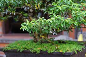 25 dwarf trees for use in landscaping