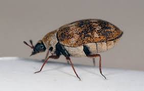 how carpet beetles get into salt lake