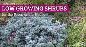 Low Growing Shrubs For The Front Of The