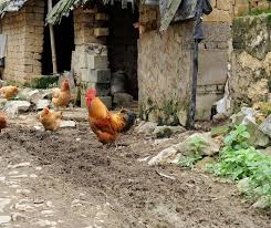Nutritional needs of chickens change with age, there are two articles in our feeding series: Do Chickens Eat Ants Explained Animals Hq