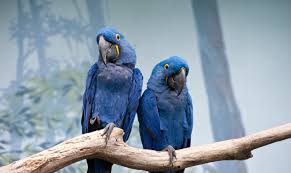 world parrot day celebrating colorful