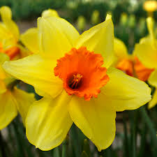 Get Narcissus Fortissimo Spring