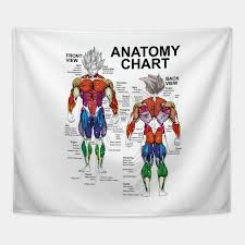 Anatomy Chart Muscle Diagram