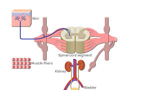 spinal cord gray matter anatomy