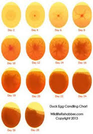 Duck Egg Candling Chart Chickens Backyard Duck Eggs Egg