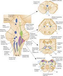 Brainstem development is similar to spinal cord development and unfolds like a book. The Brain Stem And Cerebellum Neupsy Key