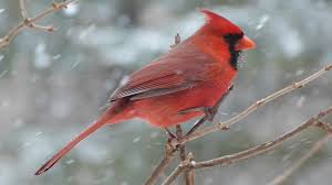 audubon society s christmas bird count