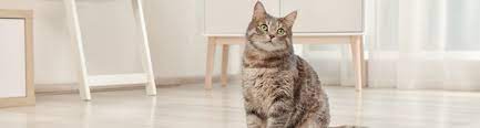 remove cat urine smell from hardwood floors