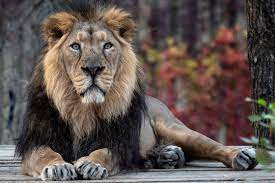 gir lion images browse 2 962 stock
