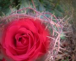 Картинки по запросу images of rose with thorns