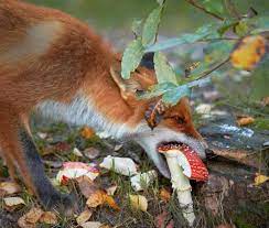 Magic mushrooms ( psilobyce sp) contain psilocybin and psilocin which are structurally related to lsd and are presumed to act on. Fox Eating A Hallucinogenic Amanita Muscaria Mushroom Fox Eat Fox Red Fox