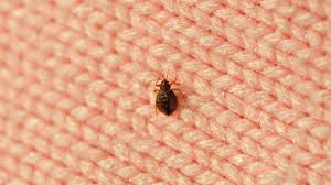 bedbug infestation how to get rid of