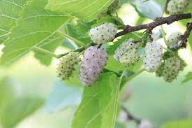 the top benefits of white mulberry leaf