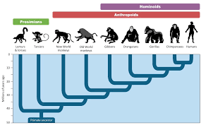 Use the following characters and list of organisms/groups of organisms to create a cladogram. Clades Bioninja