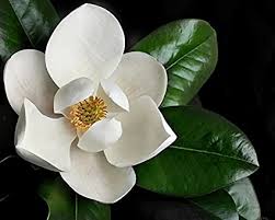 Magnolia grandiflora, commonly known as the southern magnolia or bull bay, is a tree of the family magnoliaceae native to the southeastern united states, from virginia to central florida. Amazon Com Magnolia Grandiflora Southern Magnolia Tree In Small Pot Starter Plant Plugs Garden Outdoor