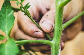 how to prune tomato plants minneopa