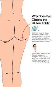 The Gluteal Fold: Top 5 Gluteal Exercises Target Underbutt Weight Loss –  The Amino Company