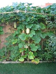 Growing Spaghetti Squash Vertically Website Has Several Recipes For