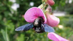It is essential to ensure that bees don't get caught in the flowery structure. The Best Flowers For Bees Old Farmer S Almanac